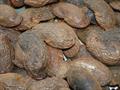 Anacardium excelsium